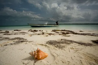 Low tide left this conch high and dry