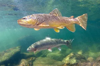 Paloma River trout
