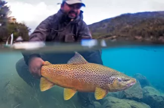 Baker river brown trout