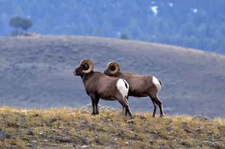 The wilds of Montana 