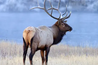 Yellowstone National Park elk