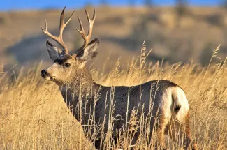 Whitetail buck in the fall