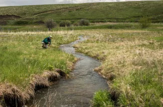 Sneaking up a spring creek