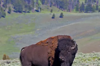 Yellowstone National Park is home of hundreds of buffalo