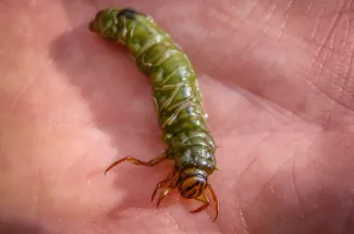 Caddis fly larva