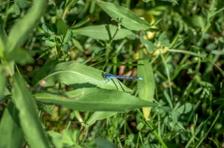 Damsel fly in the grass