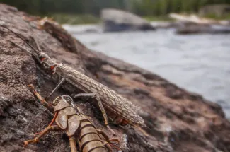 The stone fly hatch in Montana