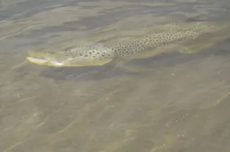 Catch and release fishing in Montana