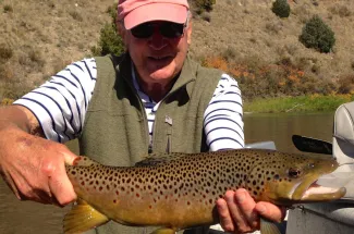 Healthy brown trout in Montana
