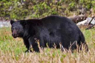 YNP - Black Bear