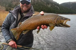 Brown trout fishing on the Missouri River