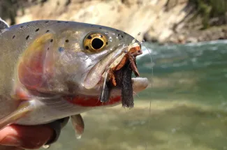 Cutthroat with a mouthful of chubby