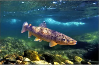 Brown trout in natural habitat