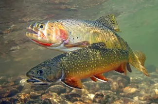 A brookie and cutty await your fly