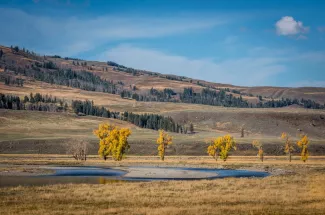 Fly Fishing trips on the Lamar river