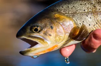 Fly Fishing in Yellowstone national park