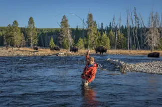 Bison crossing and fishing catching on the Firehole River