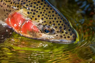 Fishing the Upper Madison in Yellowstone National Park