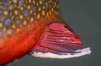 Brook trout fishing in Montana