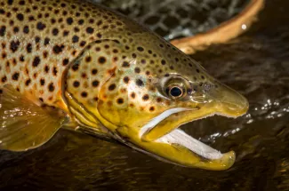 Brown trout caught in Yellowstone National Park