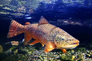 Brown trout fishing in Montana