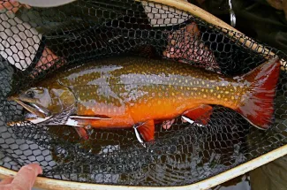 Trophy Labrador Brook Trout