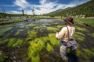 catching fishing on the Gibbon River