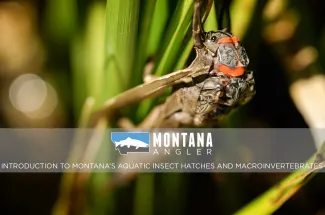 Montana Aquatic Insect Hatches