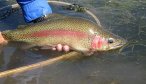 big rainbow trout