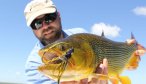 golden dorado fly fishing