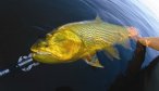 hosted golden dorado fishing trip