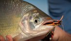 fly fishing international