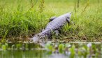 Iber wetlands fishing