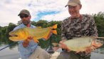 guided dorado fishing