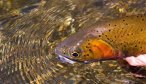 Montana Fly Fishing Guides, Yellowstone River Fly Fishing