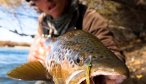 big brown