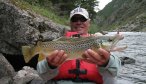 big brown trout