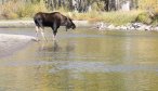 moose in river