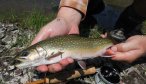 guided trout fishing
