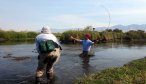 fly fishing east gallatin