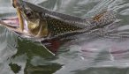 montana brook trout