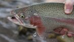 hanson lake rainbow trout