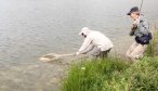 netting hanson lake fish