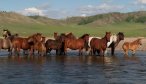 wild horses mongolia