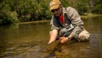 spring creek brown trout