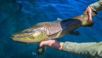 Big brown trout in Argentina