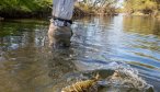 Collon Cura brown trout