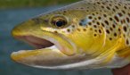 Montana brown trout