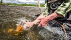 releasing a healthy brown trout