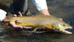 Jefferson River brown trout